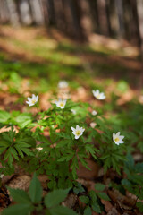 White mountain flowers in the forest