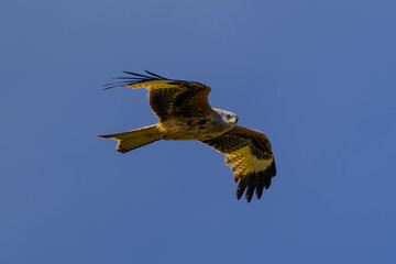 Milano Real en vuelo en la Najarra en Madrid
