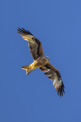 Milano Real en vuelo en la Najarra en Madrid