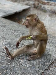 Fototapeta premium Monkey 