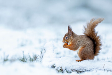 Naklejka na ściany i meble Red Squirrel in the Snow Cairngorms