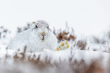 White rabbit resting in Mountain Hare in the snow in Scotland