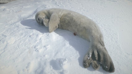 Close-up Antarctic Cute Baby Weddell Seal Muzzle. Puppy Wild Arctic Animal Enjoy Sun Light on Snow...