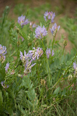 Close up of wild purple flowers blooming amidst vibrant green leaves, showcasing the natural beauty of colorado's heart land and mountains