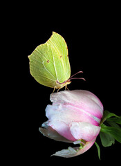 yellow butterfly on pink peony flower in water drops isolated on black. brimstones butterfly.  - 787115303