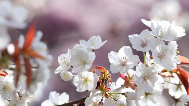 春風に揺れる満開の山桜のクローズアップ