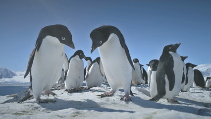 Penguins Couple Playing on Snow. Funny Male, Female Birdes. Antarctica Winter Landscape. Close-up...