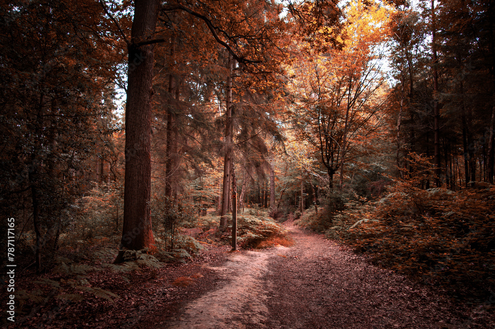 Wall mural path in the autumn forest