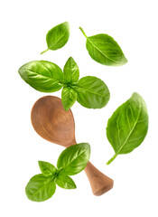 Basil leaves in closeup on white background. Basil with wooden spoon .
