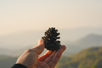 nature traveling with hand hold pine cones and see sunrise with layer of mountain