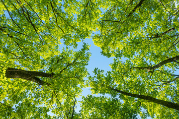 View upwards in beech forest in spring in clear sunlight with an opening against blue sky