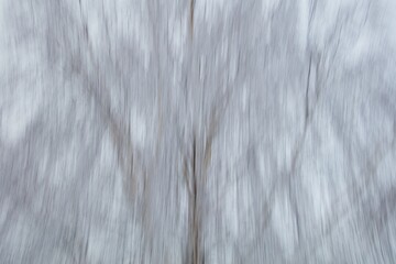 Intentional camera movement (ICM) image of a dream like view of leafless tree branches in winter...