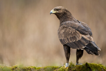 Greater spotted eagle (Clanga clanga) in the forest scenery at spring