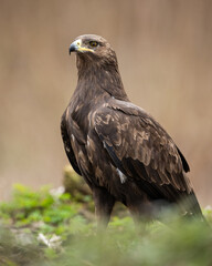Greater spotted eagle (Clanga clanga) at spring
