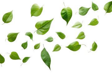 PNG Green leaves flying backgrounds plant leaf. - obrazy, fototapety, plakaty