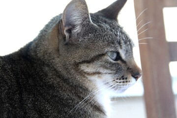 animal doméstico gato miau felis catus