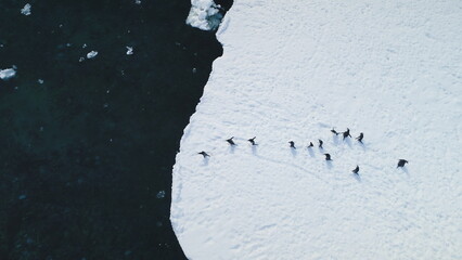 Gentoo penguin's aerial dive into Antarctic waters. Witness the wild bird's plunge from snowy land...