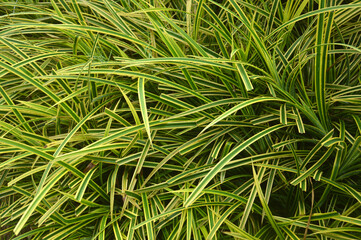 Small Screwpine (Pandanus pygmaeus)