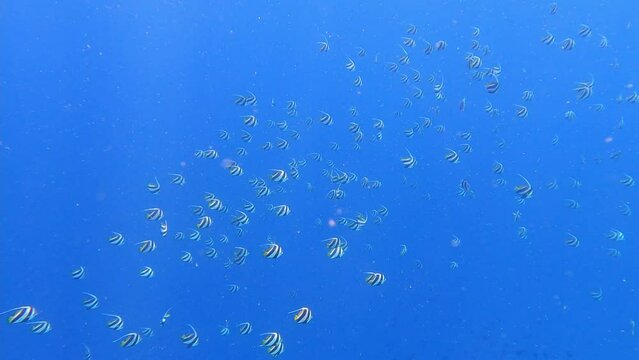 Fulidhoo, Maldives: Underwater footage of a large school of bannerfish in the water of the indian ocean during a dive trip in the Vaavu atoll. 