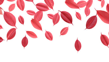 falling red autumn leaves isolated on transparent background cutout