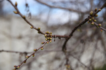 branches of trees and bushes in spring
