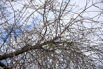 branches of trees and bushes in spring
