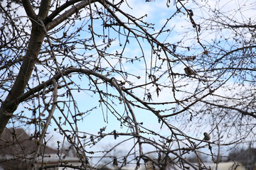 branches of trees and bushes in spring