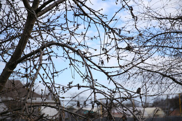 branches of trees and bushes in spring