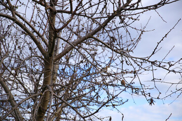 branches of trees and bushes in spring