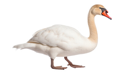 mute swan cygnus olor isolated on transparent background cutout
