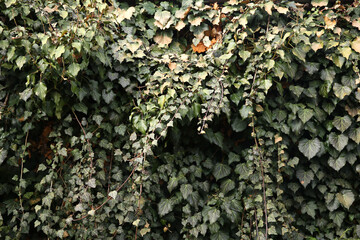 green ivy growing on the wall, ivy wall