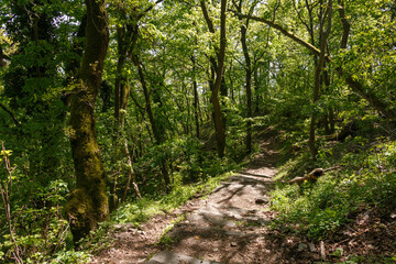 Obraz premium Footpath through the forest.