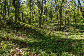 Forest with trees and green grass.