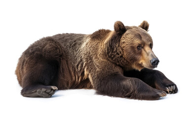 Fototapeta premium Lying brown bear side angle view
