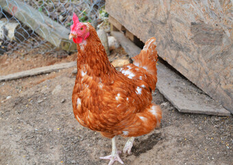 Beautiful live chicken in a cage