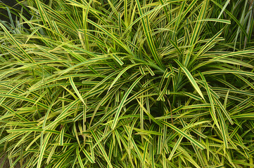 Small Screwpine (Pandanus pygmaeus)