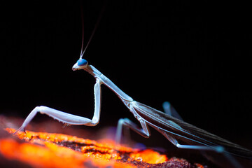 Mantis religiosa, fluorescing under a UV light. 