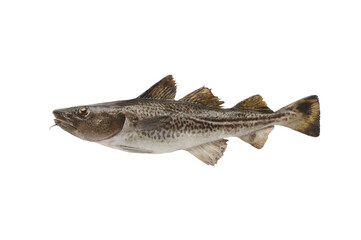 Baltic cod isolated on white background