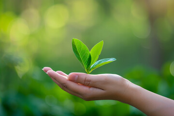 hand holding young plant on blur green nature background. concept eco earth day