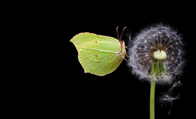 bright yellow butterfly on white fluffy dandelion isolated on black. brimstones butterfly. copy space - 787126178