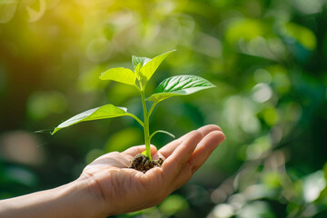 hand holding young plant on blur green nature background. concept eco earth day