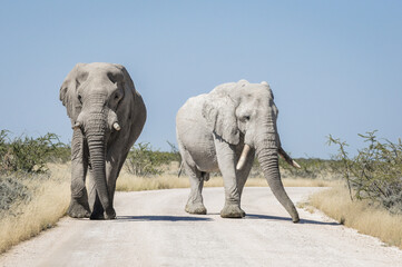 south african bull elephant approach on a game drive road