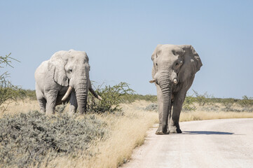 south african bull elephant approach on a game drive road