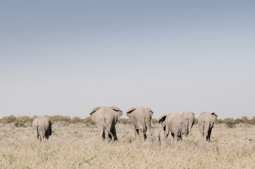 behind a south african elephant family searching for water