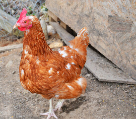 Live chicken walking on its paws