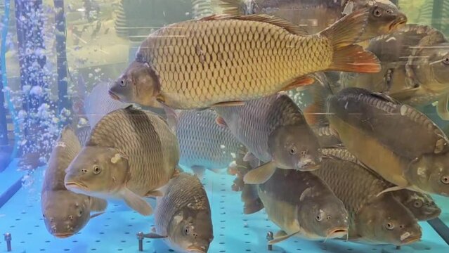 Fish department with fresh fish in aquarium