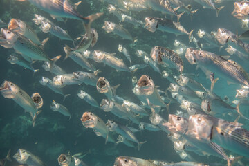 school of bigmouth mackerels when hunting with its mouth wide open