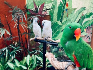 Green Eclectus parrot with a couple of white cockatoo in the background, exotic tropical animal