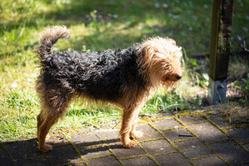 Adult Welsh terrier, overgrown dog before coat trimming