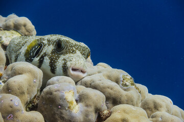 white spotted pufferfish lying on corals and looking to the camera